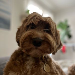 Meet your Posher, Mallory